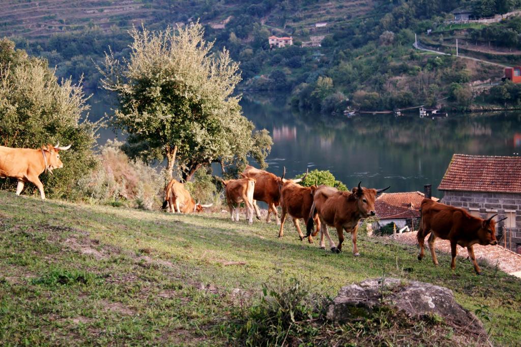 Quinta Das Quintas & Spa Baião المظهر الخارجي الصورة