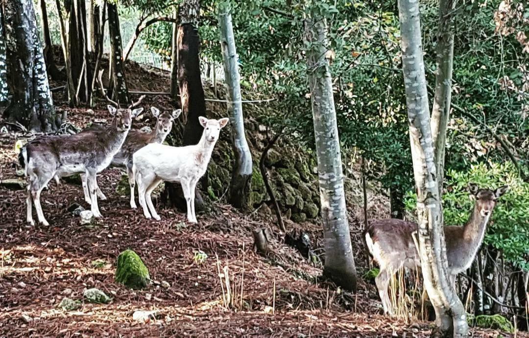 Quinta Das Quintas & Spa Baião المظهر الخارجي الصورة